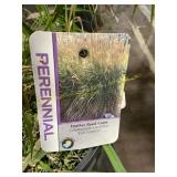 #3 pot Feather Reed Grass  Karl Foerster