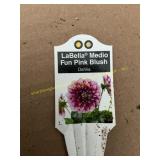 6 in pot LaBella Medio Pink Blush Dahlia