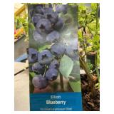 1.5 Pot Elliott Blueberry