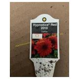 6 in pot Hypnotica Red Dahlia