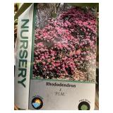 #3 Pot Rhododendron