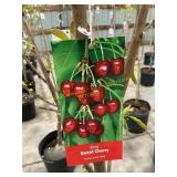 #5 Pot Bing Sweet Cherry