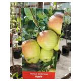#5 Pot Yellow Delicious Apple