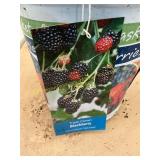 #1 pot Triple Crown Blackberry