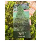 #3 pot Dwarf Alberta Spruce