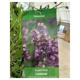 #1 Pot Super Blue Lavender