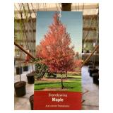 #5 Pot Brandywine Maple
