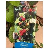 #1 pot Black Satin Blackberry