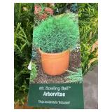 #3 pot Mr. Bowling Ball Arborvitae