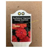 6 in pot SunPatiens Vigorous Orange Improved