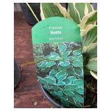 #1 pot France Hosta