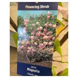 #5 Pot Jane Magnolia