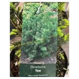 #3 Pot Densiformis Yew