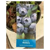 #1.5 pot Blue Crop Blueberry