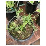 #1 pot lavender?