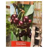 #5 Pot Black Tartarian Sweet Cherry