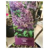 #3 pot Common Lilac