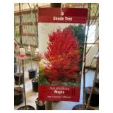 #7 Pot Autumn Blaze Maple