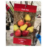 #5 Pot Combination Pear