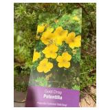 #3 pot Gold Drop Potentilla