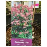 #3 Pot Josee Reblooming Lilac