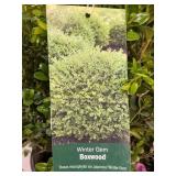 #3 Pot Winter Gem Boxwood