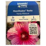 #3 Pot MoonShadow Rosita