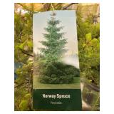 #3 Pot Norway Spruce