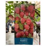 #1.5 Pot Red Latham Raspberry