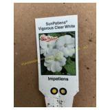 6 in pot SunPatiens Vigorous Clear White