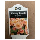 6 in pot Begonia Esmay Peach