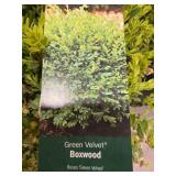 #3 Pot Green Velvet Boxwood
