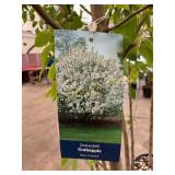 #5 Pot Snowdrift Crabapple