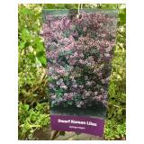 #3 pot Dwarf Korean Lilac