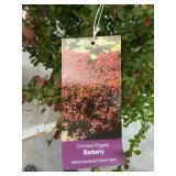 #3 pot Crimson Pigmy Barberry