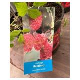 #1.5 pot Heritage Raspberry