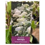 #3 Pot Annabelle Hydrangea