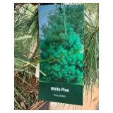 #3 pot White Pine