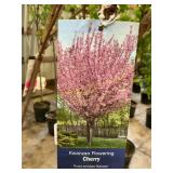 #5 Pot Kwanzan Flowering Cherry