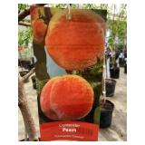 #5 Pot Contender Peach