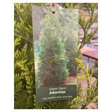 #3 pot Green Giant Arborvitae