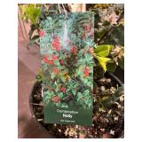 # 3 pot Combination Holly