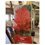 #5 Pot Autumn Blaze Maple