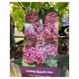 #3 Pot Ludwig Spaeth Lilac