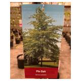 #5 Pot Pin Oak