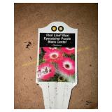 6 in pot Maxi Eye Cather purple Gerbera