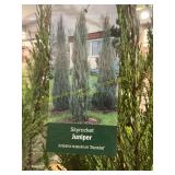 #3 Pot Skyrocket Juniper
