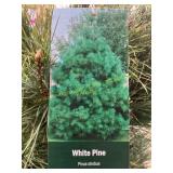 #7 Pot White Pine