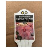 6 in pot SunPatiens Vigorous Pink Kiss