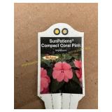6 in pot SunPatiens Compact Coral Pink
